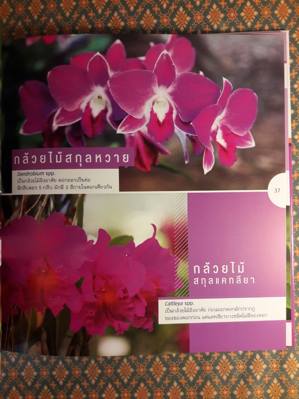 สวนพฤกษศาสตร์ พรรณไม้ม่วง