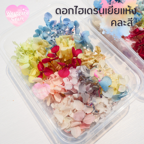 ดอกไฮเดรนเยียแห้ง แบบกล่อง คละขนาด คละสี สุ่ม
