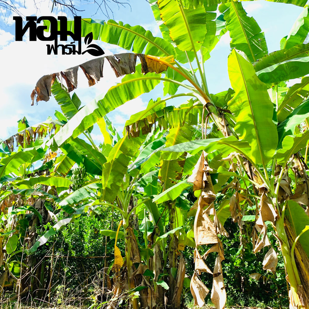 กล้วยน้ำว้า จ.เพชรบุรี รสหวานหอม เนื้อนุ่มเนียน อร่อย ตัดสดจากสวน โดยหอมฟาร์ม