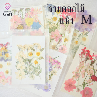 รวมดอกไม้แห้ง M ดอกไม้แห้งทับ ดอกไม้แบบคละ