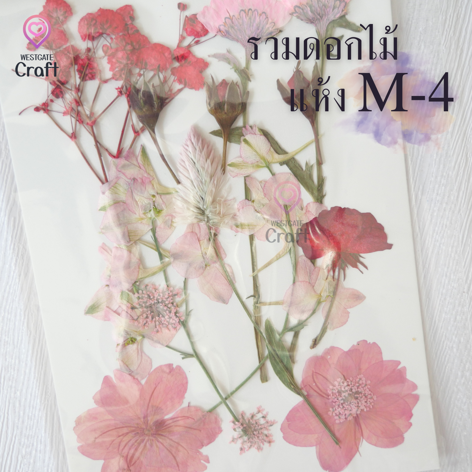 รวมดอกไม้แห้ง M ดอกไม้แห้งทับ ดอกไม้แบบคละ