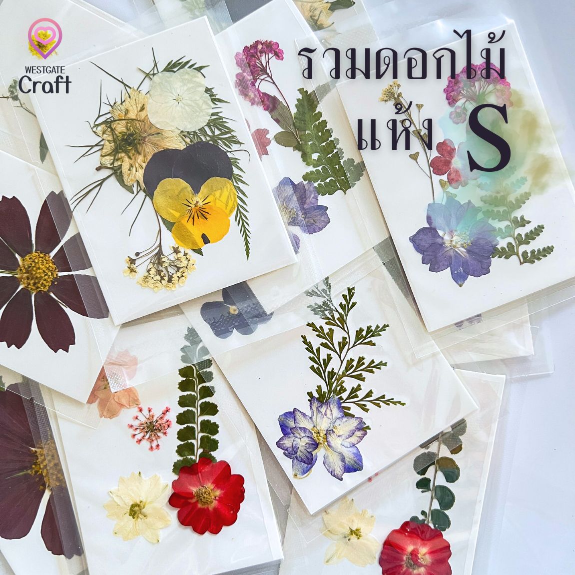 รวมดอกไม้แห้ง S ดอกไม้แห้งทับ ดอกไม้แบบคละ
