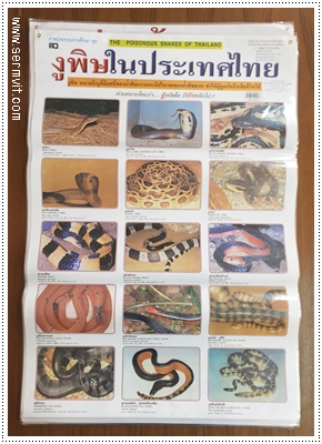 โปสเตอร์ งูพิษในประเทศไทย