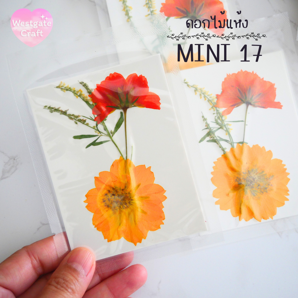 รวมดอกไม้แห้ง Mini ดอกไม้แห้งทับ ดอกไม้แบบคละ ดอกไม้จริง ดอกไม้งานฝีมือ