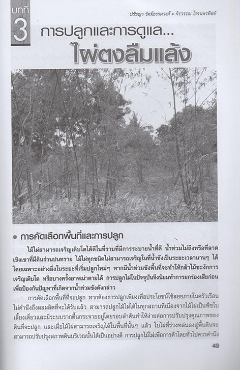 คู่มือการปลูกและขยายพันธุ์ ไผ่ตงลืมแล้ง