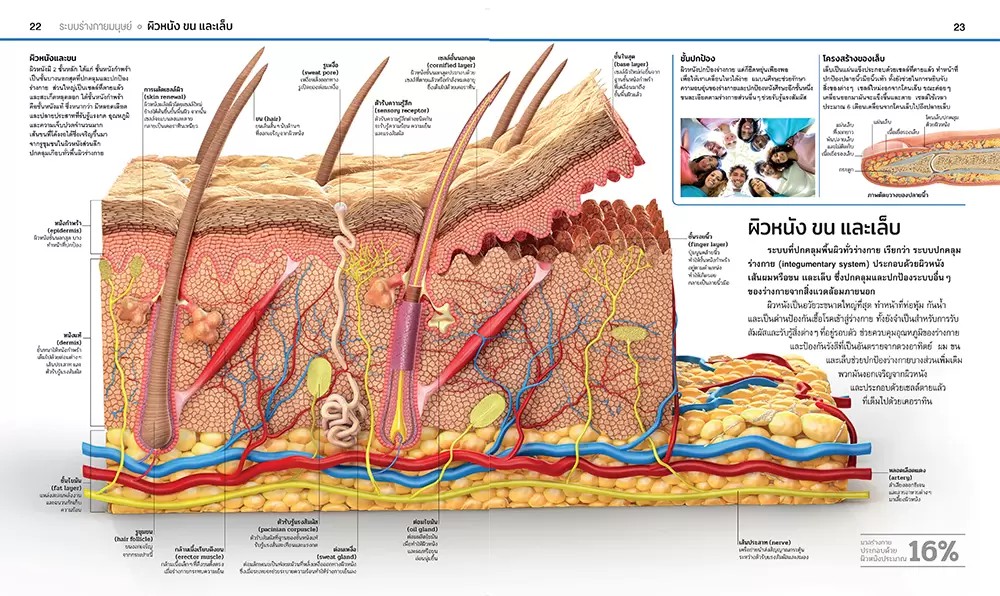NANMEEBOOKS หนังสือ สารานุกรมความรู้ ร่างกายมนุษย์ : สารานุกรม วิทยาศาสตร์ DK Knowledge Encyclopedia HumanBody