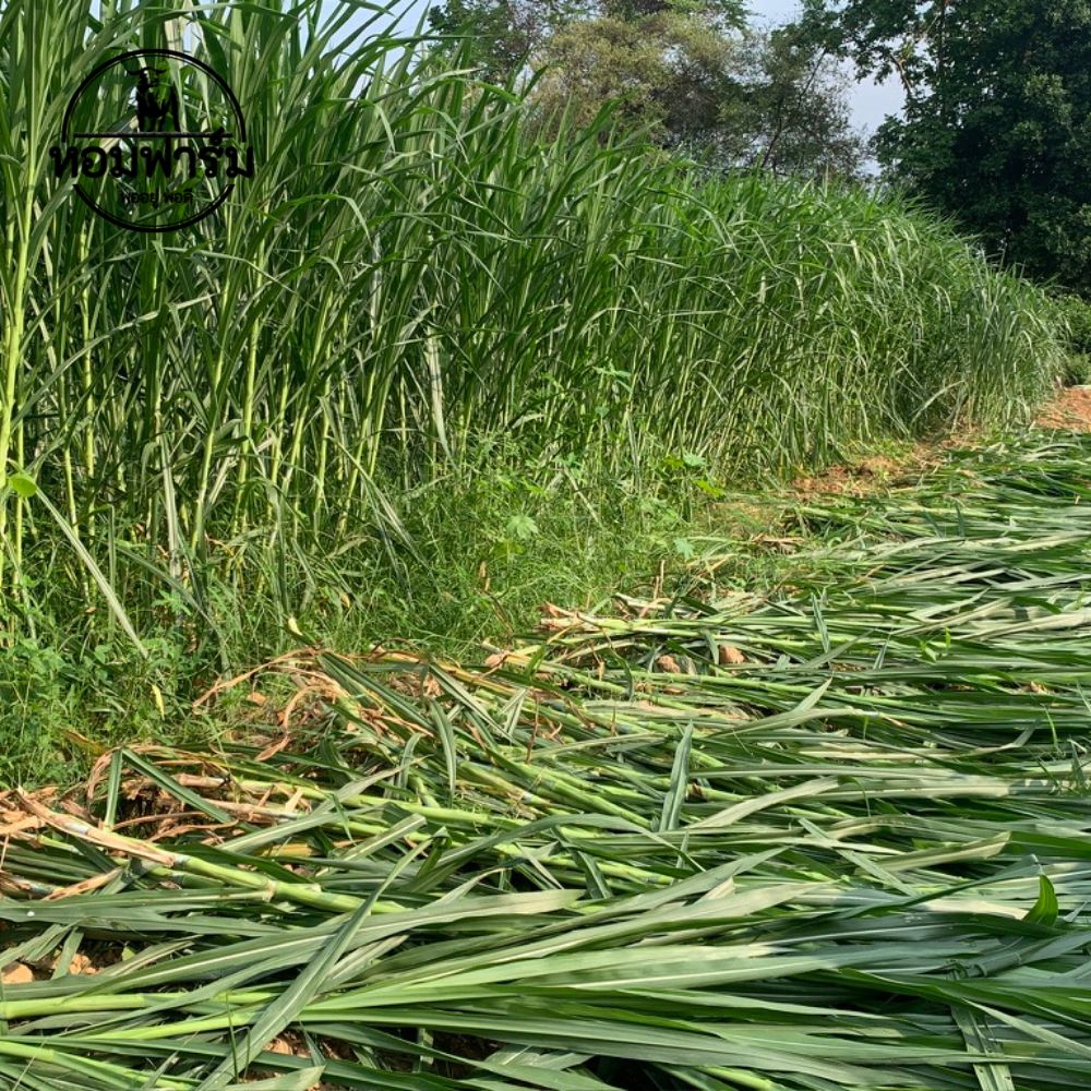 ท่อนพันธุ์ หญ้าเนเปียร์ปากช่อง1 / 100 ท่อน แถมฟรี 20 ท่อน โปรตีนสูง โตไว ตัดได้เร็ว