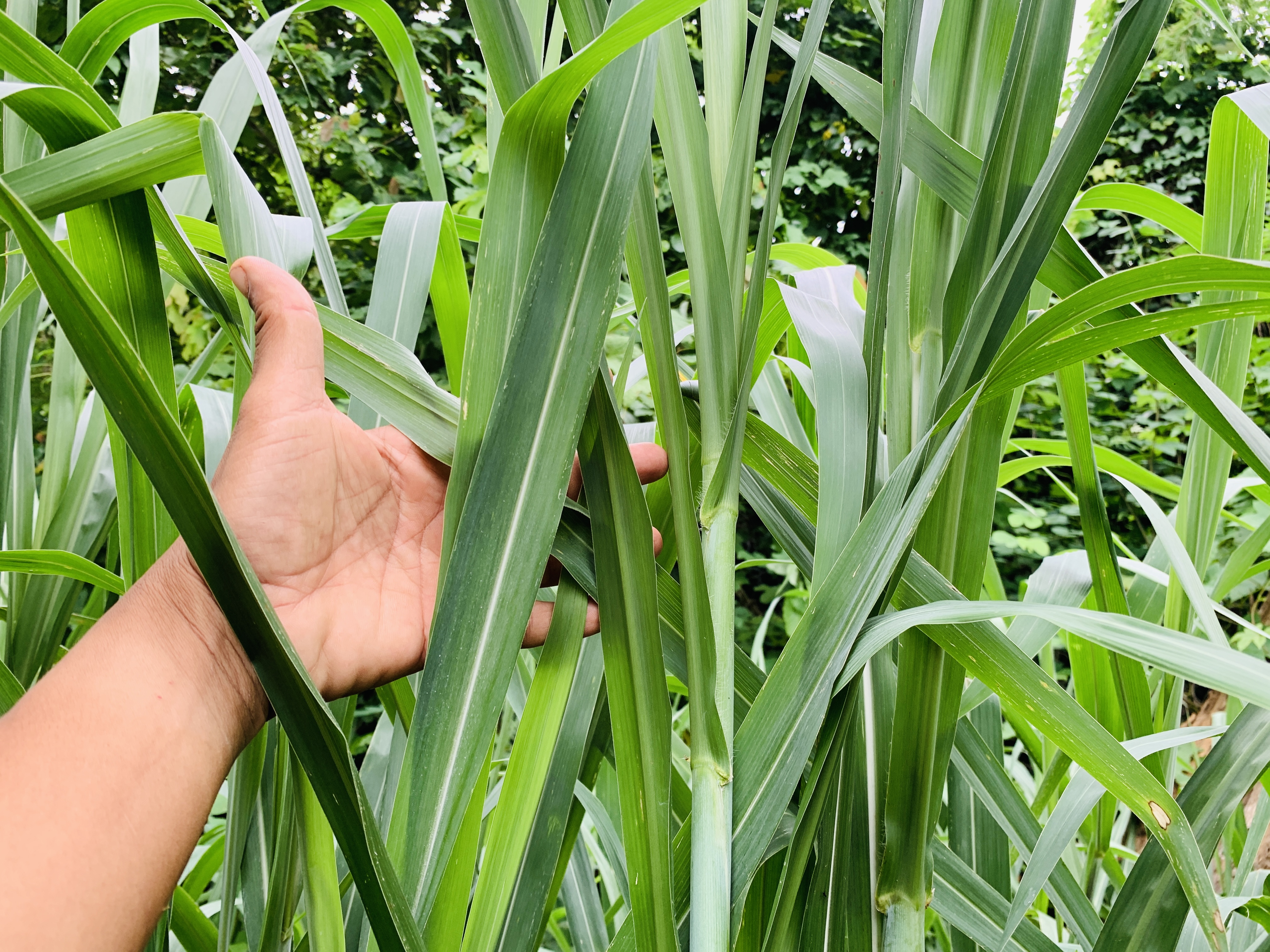 หญ้าสำหรับกระต่าย หนูแกสบี้ เต่า 1 กิโลกรัม ปลอดสารเคมี ออแกนิค สะอาด สดใหม่