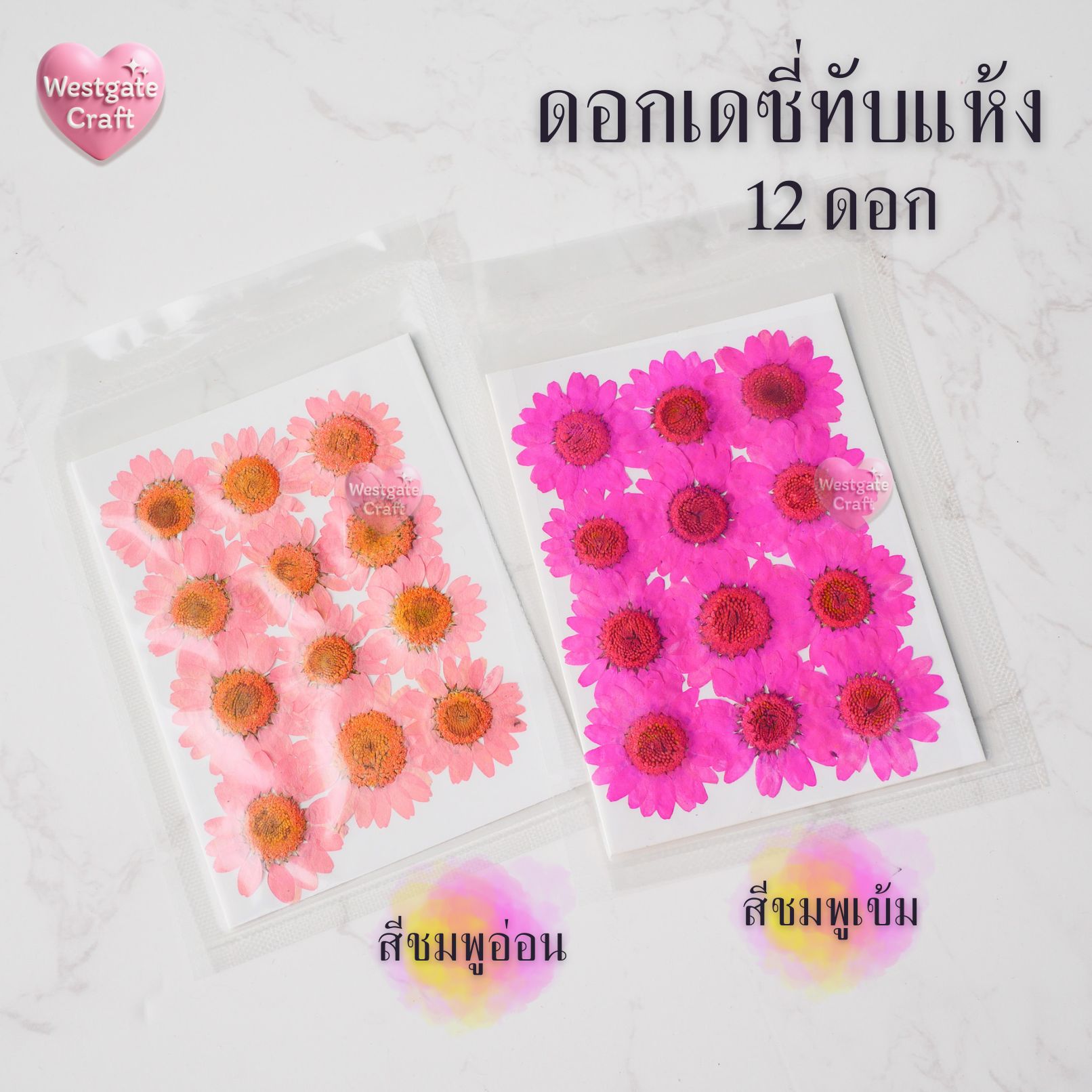 ดอกเดซี่แห้งทับ 12 ดอก ดอกไม้แห้งทับ คละขนาด