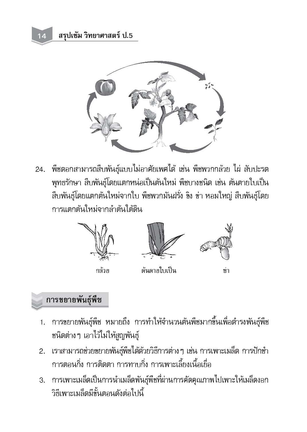 สรุปเข้ม วิทยาศาสตร์ ป.5