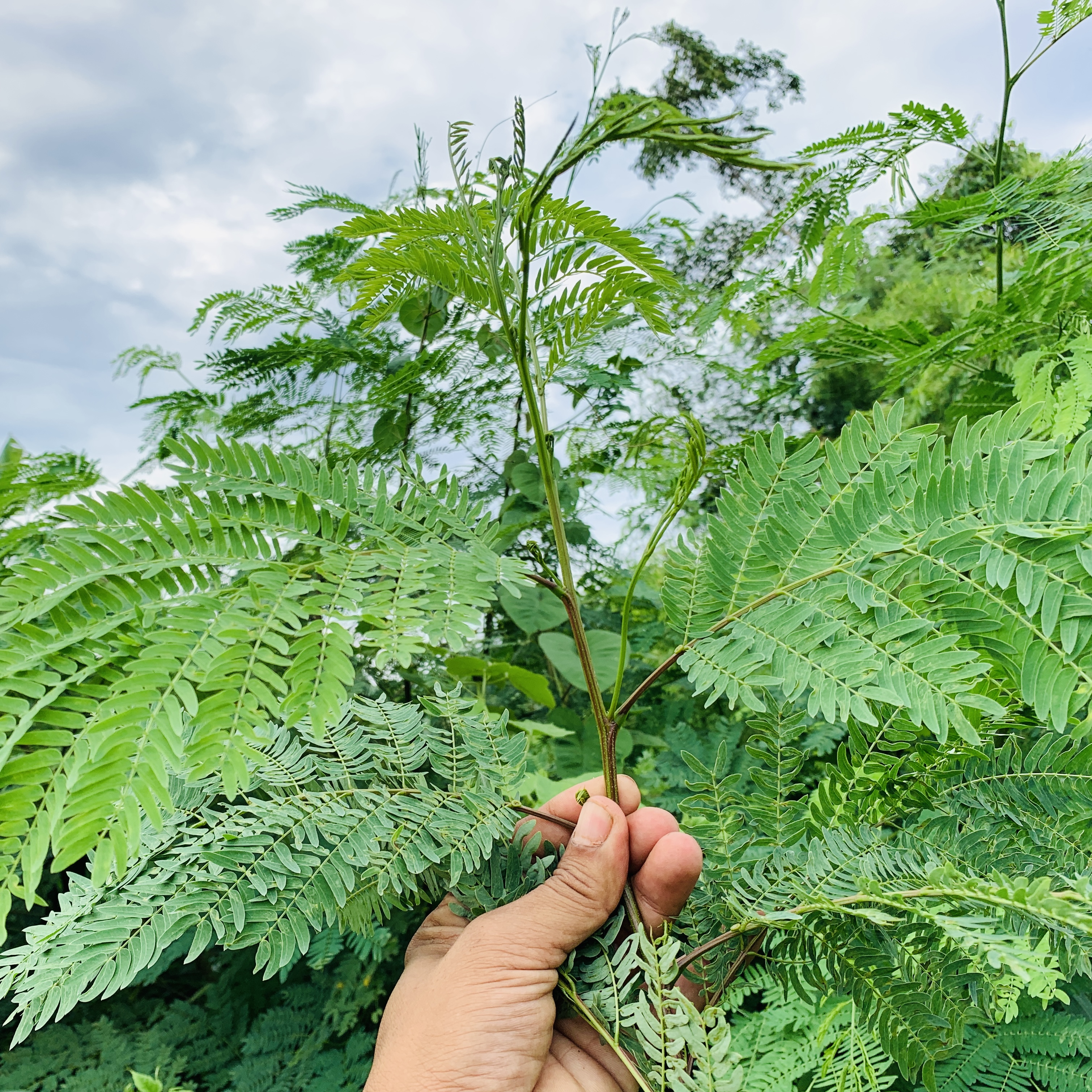 หญ้าสำหรับกระต่าย หนูแกสบี้ เต่า 1 กิโลกรัม ปลอดสารเคมี ออแกนิค สะอาด สดใหม่