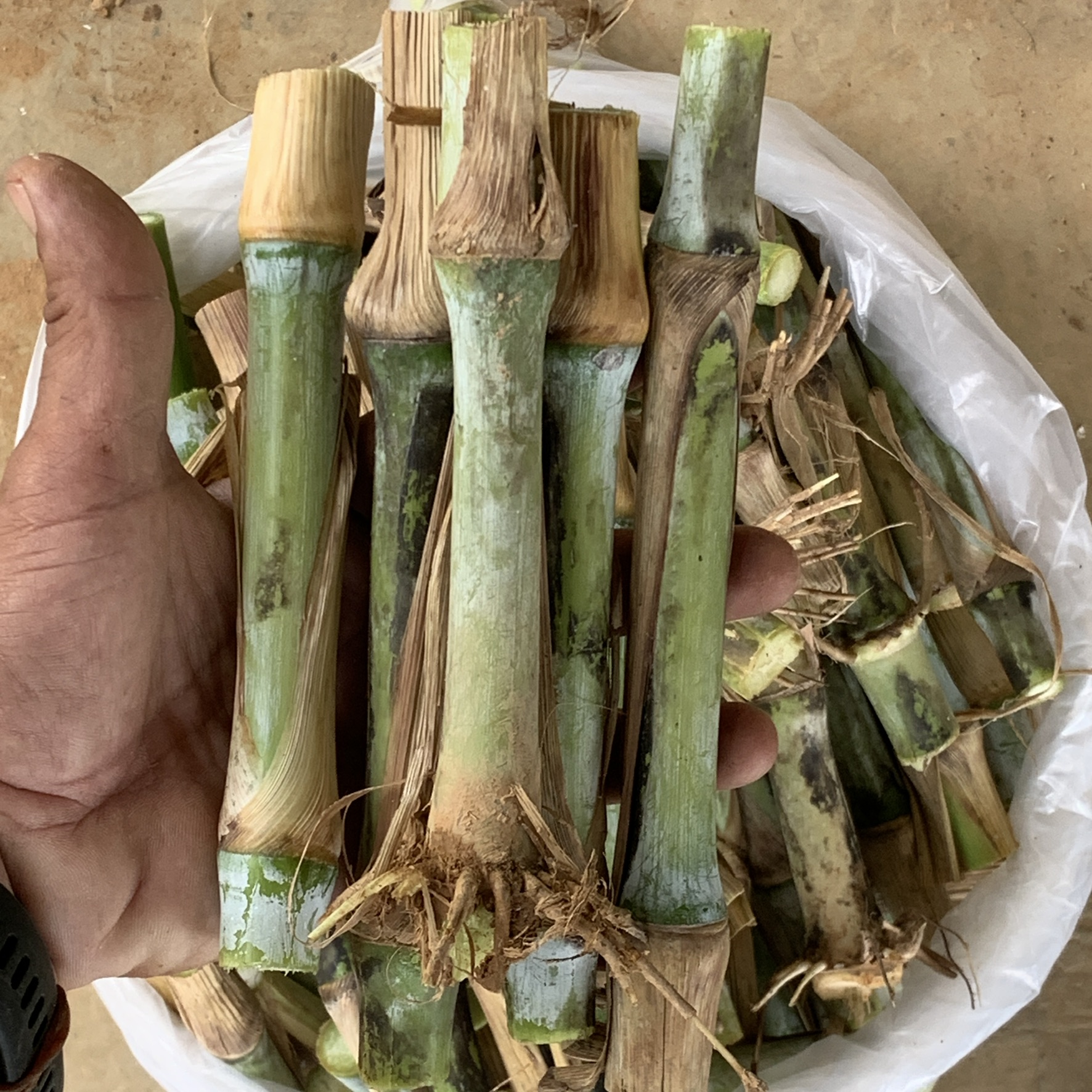 ท่อนพันธุ์ หญ้าเนเปียร์ ท้ายเขื่อนซุปเปอร์ลีฟ / 100 ท่อน แถมฟรี 20 ท่อน โปรตีนสูง โตไว ใบเยอะ ตัดได้เร็ว