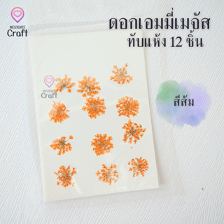 ดอกเอมมี่เมจัส 12 ดอก ดอกไม้แห้งทับ