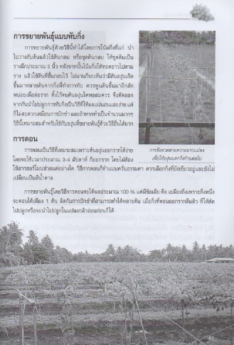 การปลูกและขยายพันธุ์องุ่น