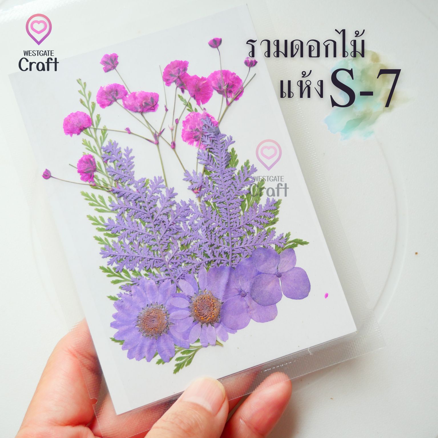 รวมดอกไม้แห้ง S ดอกไม้แห้งทับ ดอกไม้แบบคละ