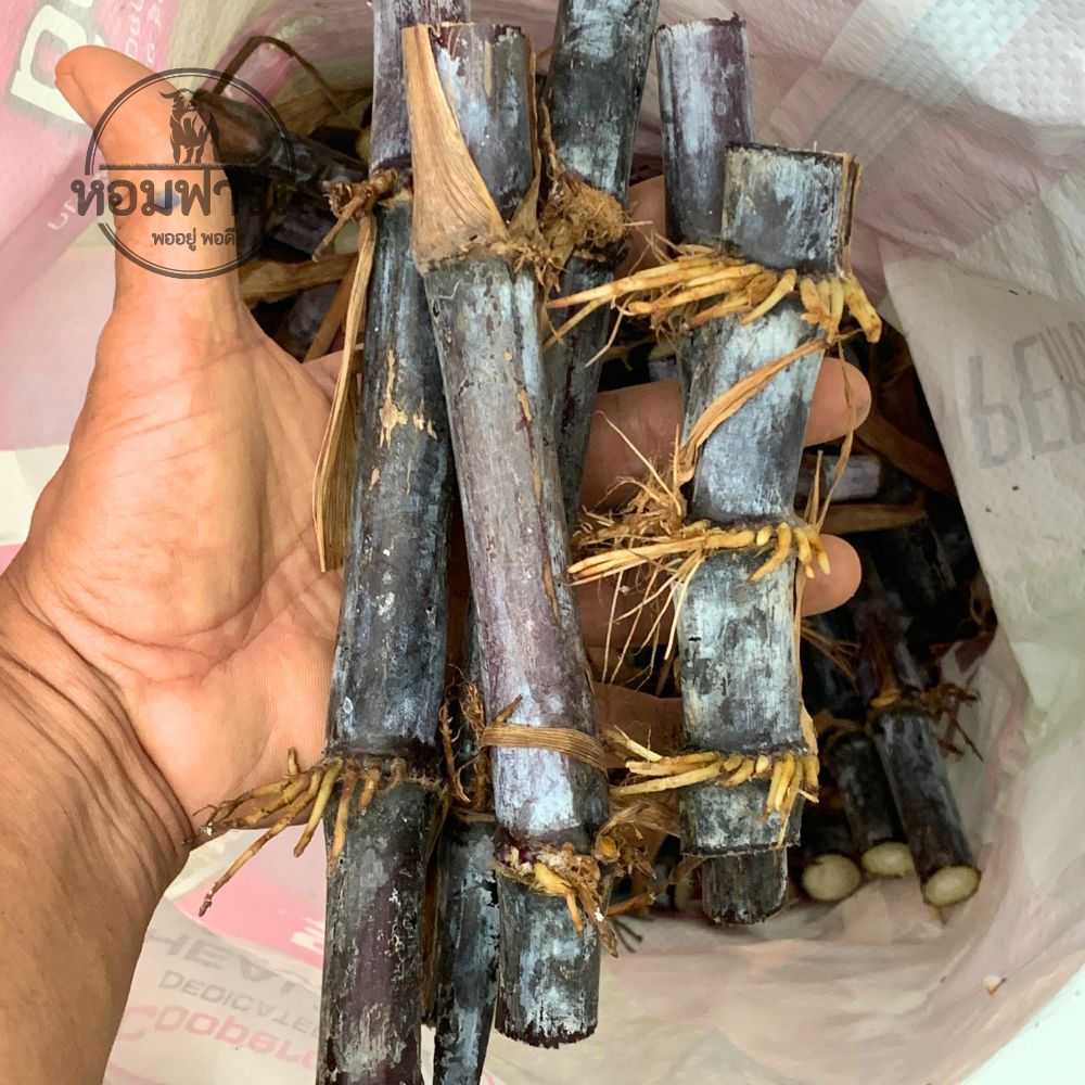 ท่อนพันธุ์ หญ้าเนเปียร์ ** สีม่วง ** / 100 ท่อน แถมฟรี 20 ท่อน มีสารแอนโทไซยานิน ต้านอนุมูลอิสระ ป้องกันโรค หลอดเลือดหัวใจ มะเร็ง โปรตีนสูง โตไว ใบเยอะ ตัดได้เร็ว