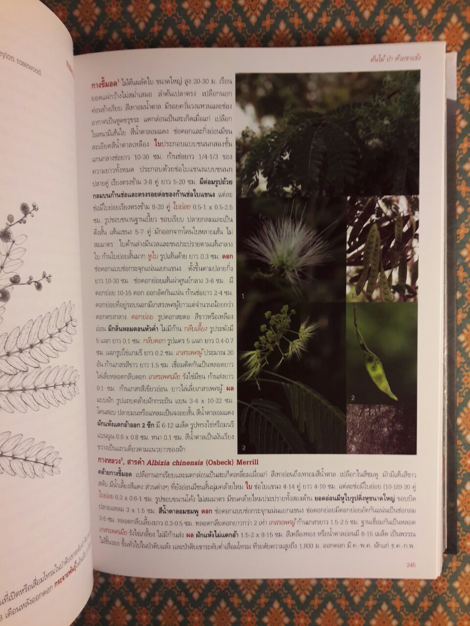 ต้นไม้ ป่า ห้วยขาแข้ง