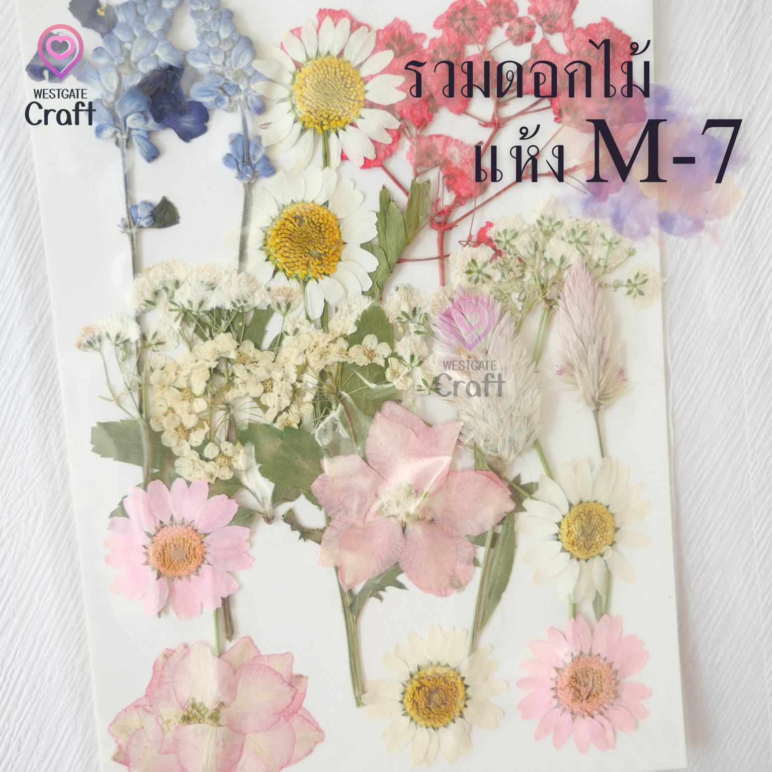 รวมดอกไม้แห้ง M ดอกไม้แห้งทับ ดอกไม้แบบคละ