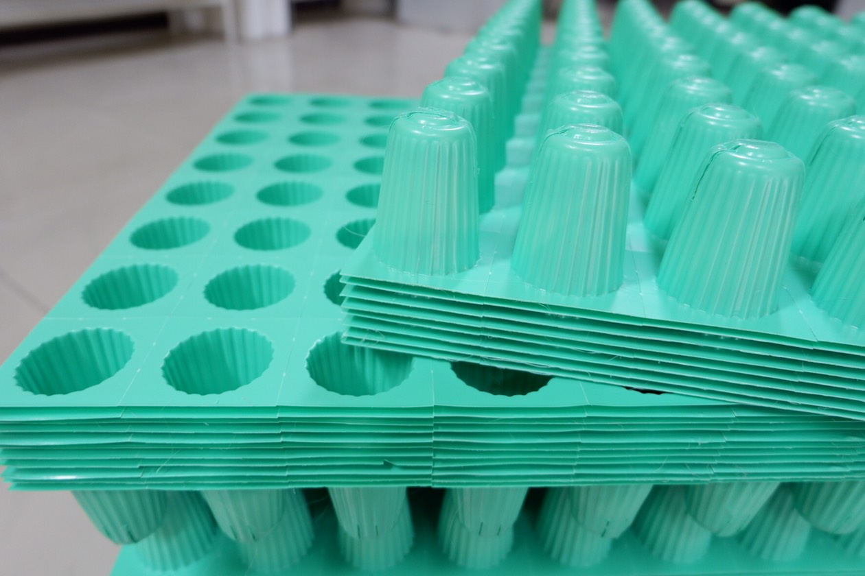 ถ้วยเพาะเขียว 80 หลุม