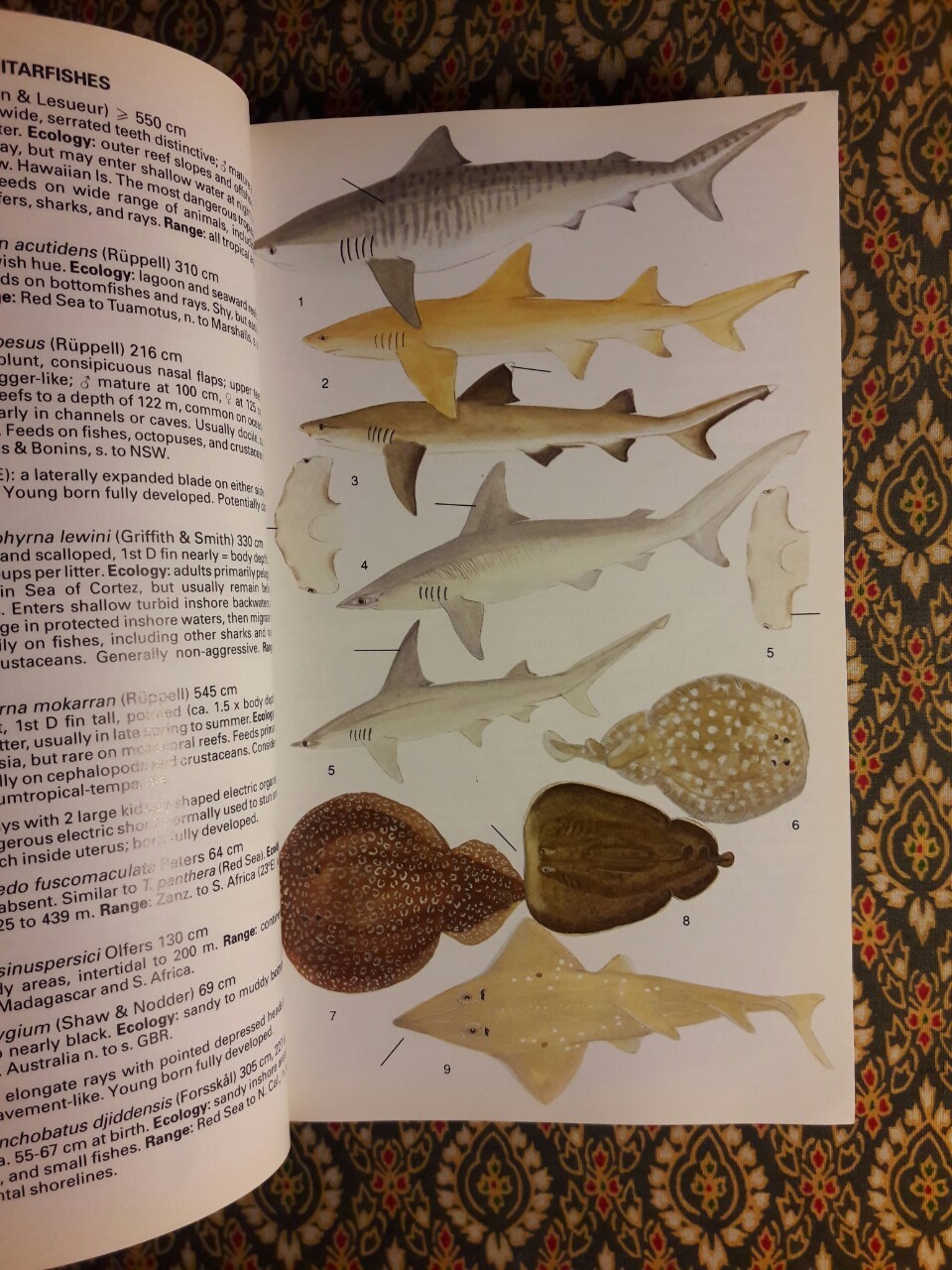 Reef fishes of the world (ฉบับภาษาอังกฤษ)