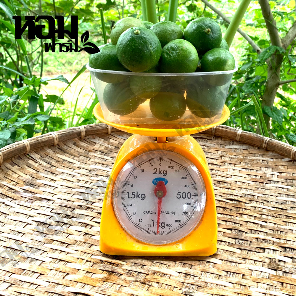 มะนาวแป้นเพชรบุรี ปลอดสาร ราคาถูก ลูกใหญ่ น้ำเยอะ เบอร์ 4, (20-25 ลูก/กก.)