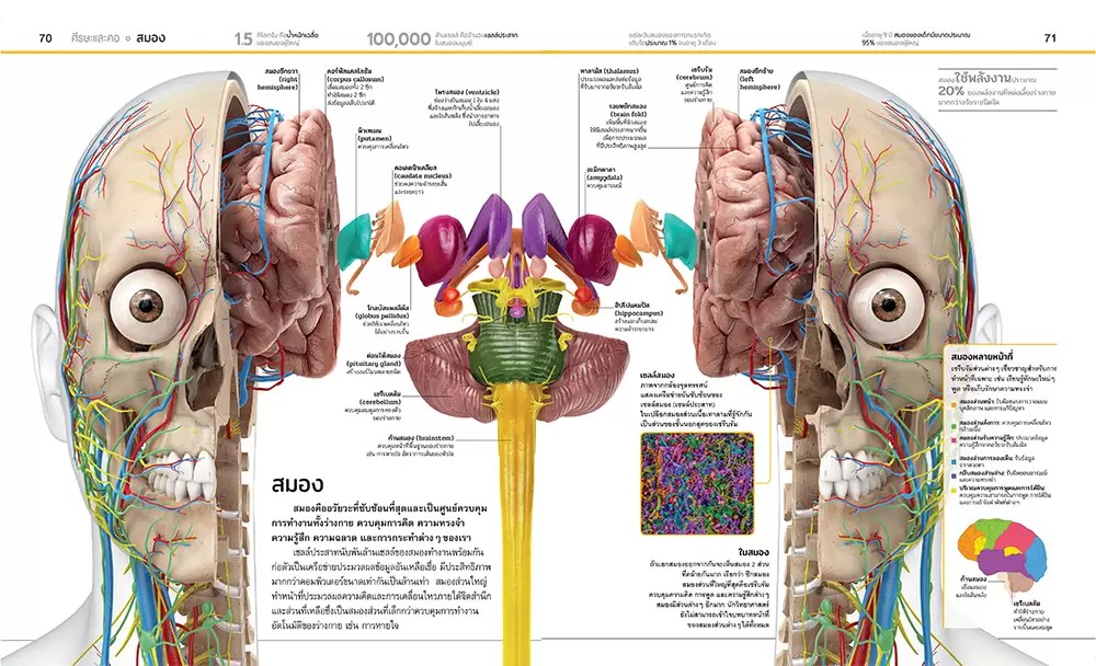 NANMEEBOOKS หนังสือ สารานุกรมความรู้ ร่างกายมนุษย์ : สารานุกรม วิทยาศาสตร์ DK Knowledge Encyclopedia HumanBody