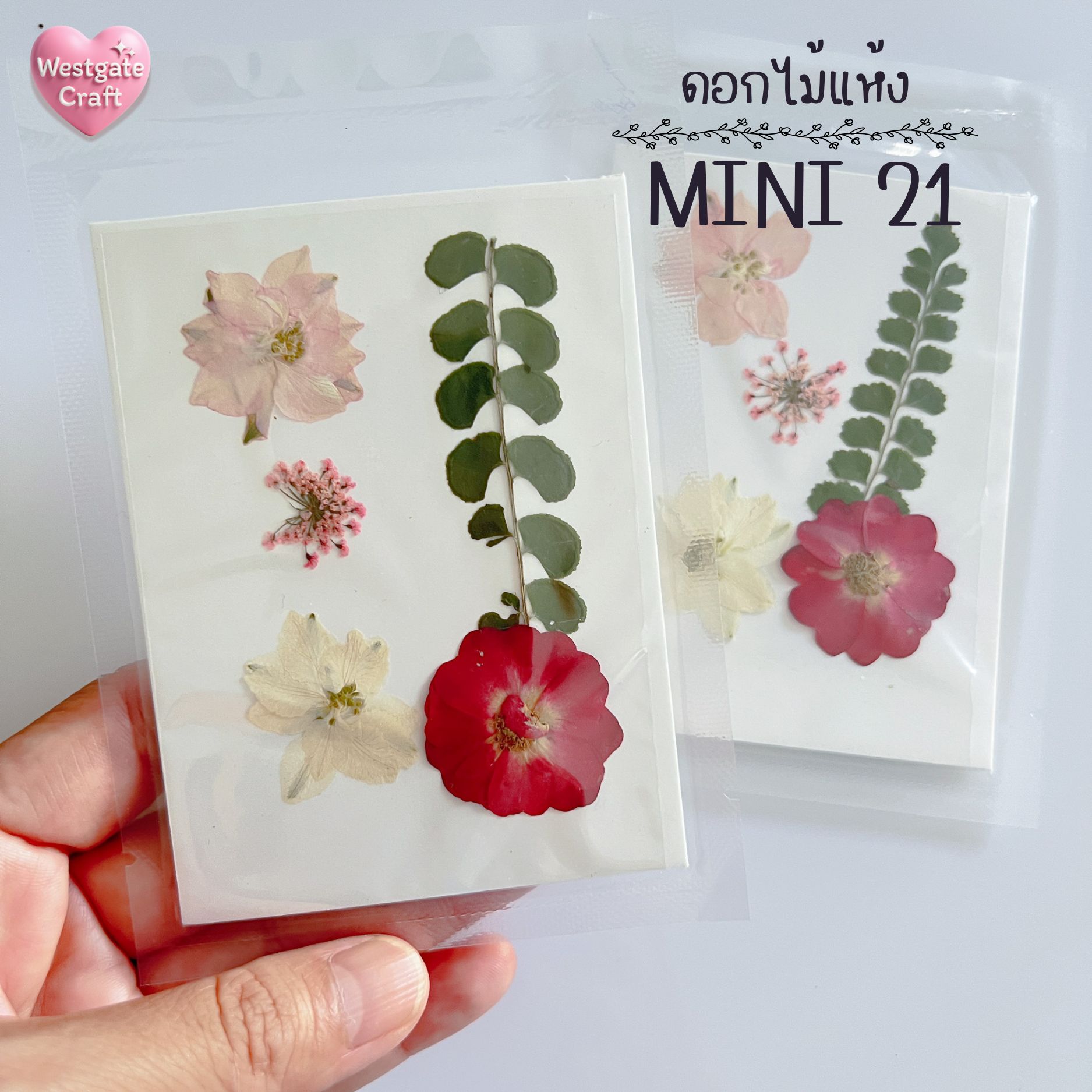 รวมดอกไม้แห้ง Mini ดอกไม้แห้งทับ ดอกไม้แบบคละ ดอกไม้จริง ดอกไม้งานฝีมือ