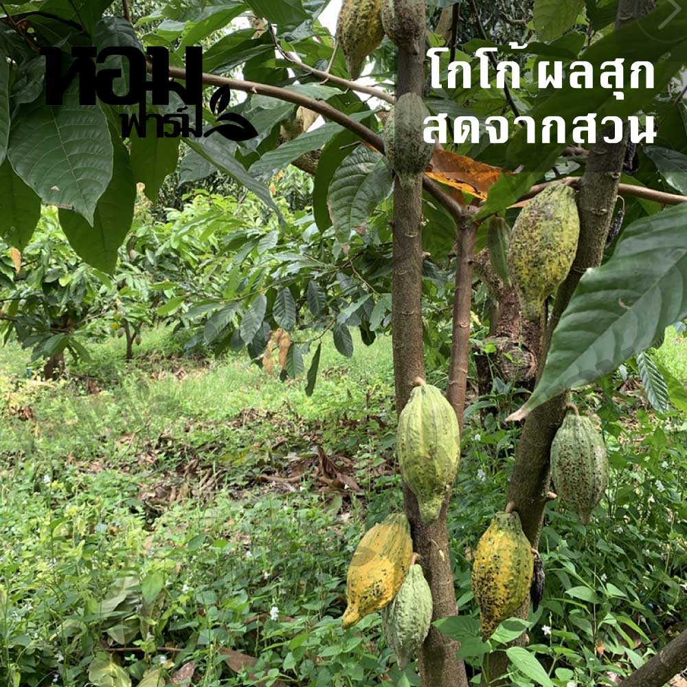 ผลโกโก้สด โกโก้สุก พันธุ์ชุมพร 1 สดจากสวน