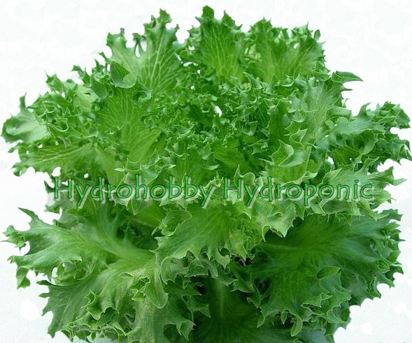 เมล็ดพันธุ์ ฟิลเลย์ไอซ์เบริ์ก แบบเคลือบ