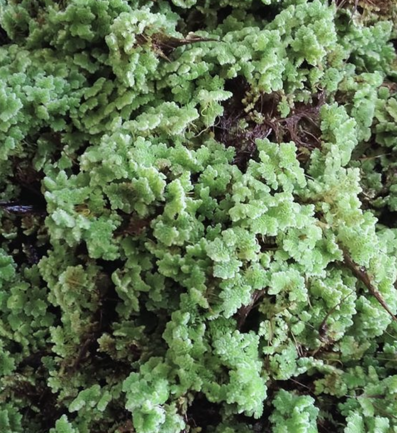 แหนแดงสด 100% ส่งตรงจากหอมฟาร์ม แหนแดงพันธุ์กรมวิชาการเกษตร ไมโครฟิลล่า