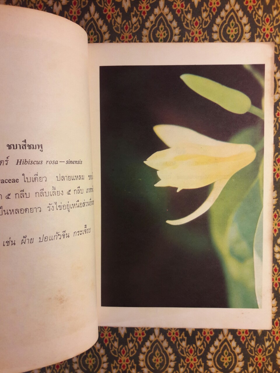 เมื่อดอกไม้บาน