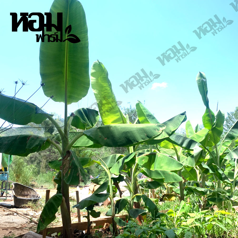 หน่อกล้วยมงคล หน่อกล้วยแปลก มีหลายพันธุ์ให้เลือก หน่อกล้วยสะสม ราคาไม่แพง เก็บเงินปลายทางได้