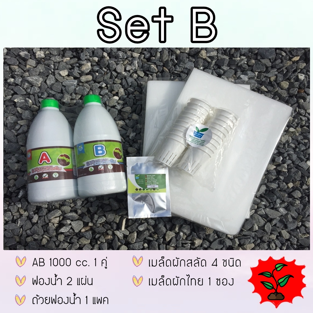 SET B