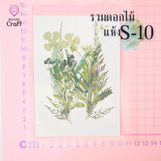 รวมดอกไม้แห้ง S ดอกไม้แห้งทับ ดอกไม้แบบคละ