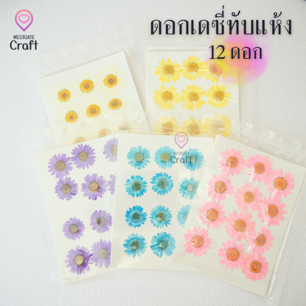 ดอกเดซี่แห้งทับ 12 ดอก ดอกไม้แห้งทับ คละขนาด
