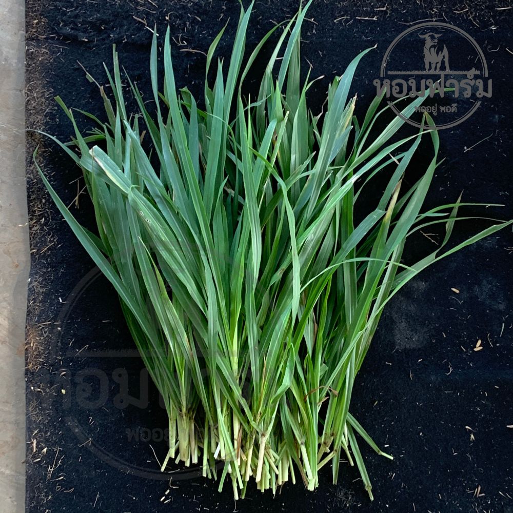 หญ้าพันธุ์เกษตรศาสตร์1 สำหรับ กระต่าย หนู เต่า โปรตีนสูง กินง่าย จากหอมฟาร์ม