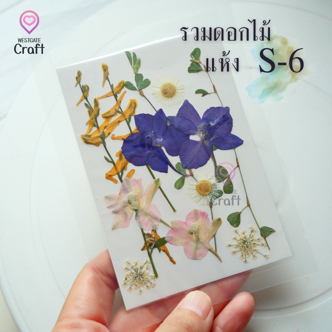 รวมดอกไม้แห้ง S ดอกไม้แห้งทับ ดอกไม้แบบคละ