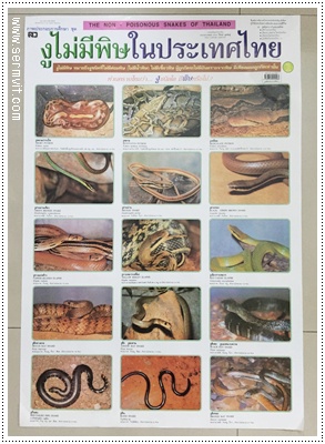 โปสเตอร์ งูไม่มีพิษในประเทศไทย ชุด 1