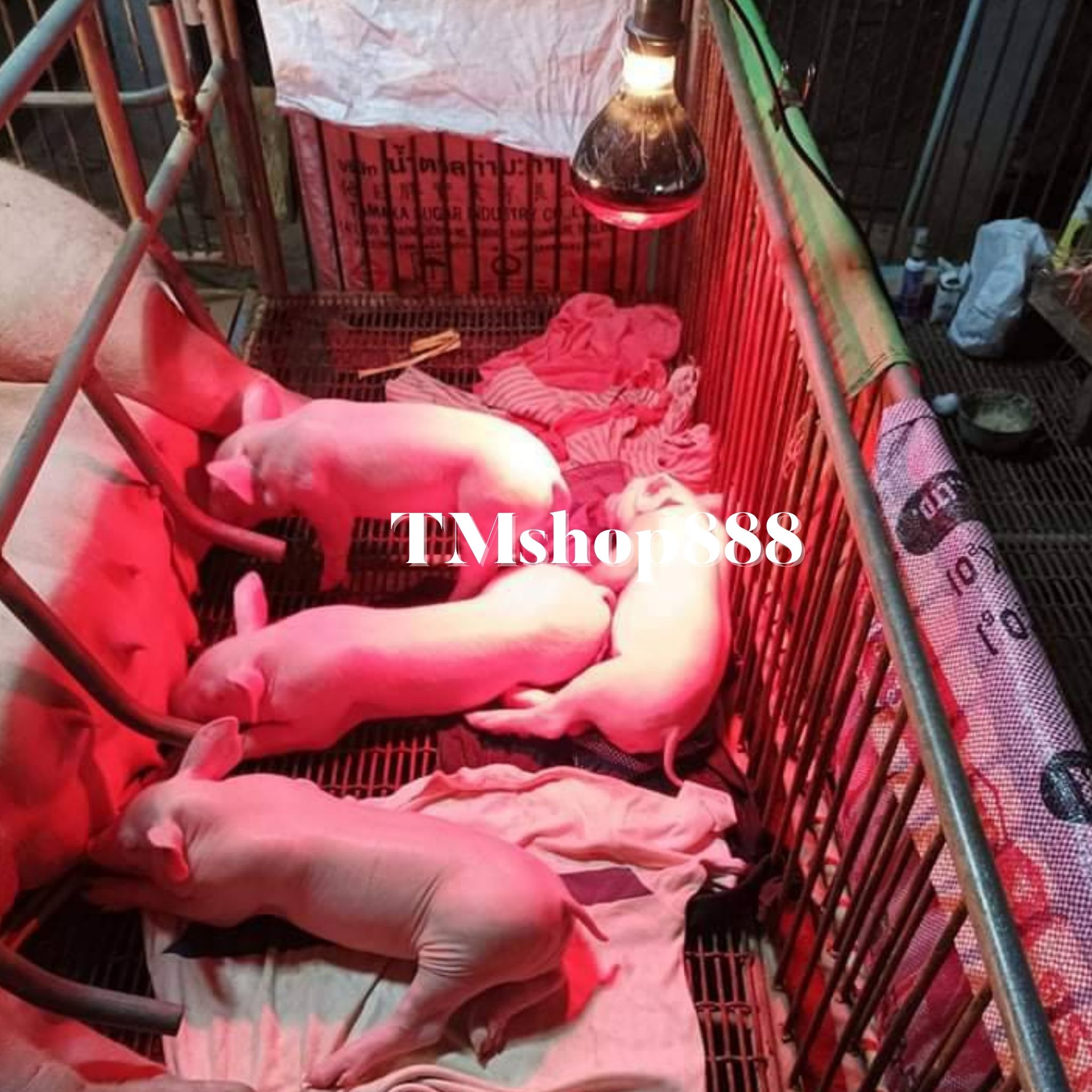 หลอดไฟอินฟาเรดกกไก่ กกหมู กกสัตว์ infrared bulb