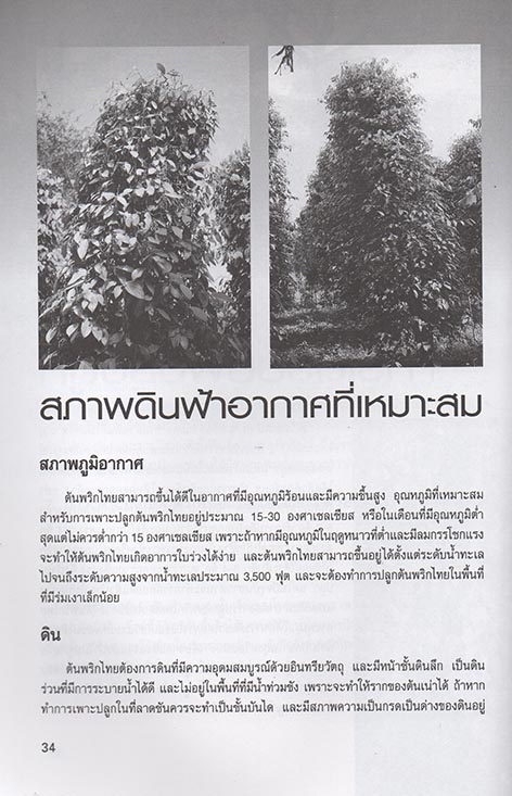 การเพาะปลูกและขยายพันธุ์พริกไทย