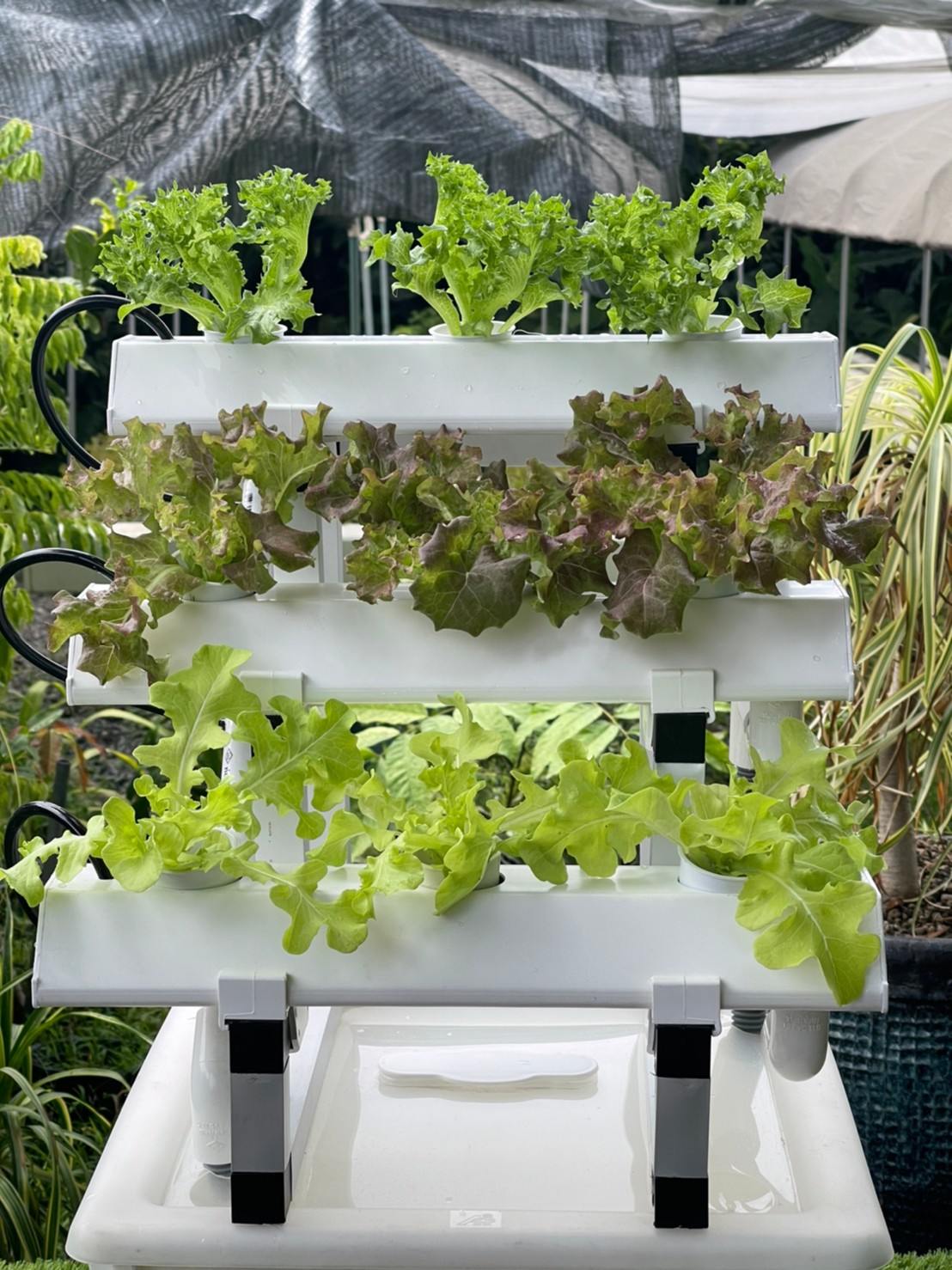 ชุดปลูกผักไฮโดรโปนิกส์ขนาด 50 cm. 3 รางปลูก (ล้อเลื่อน)