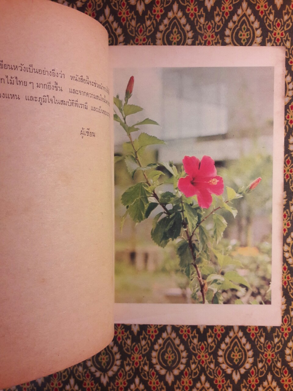 เมื่อดอกไม้บาน