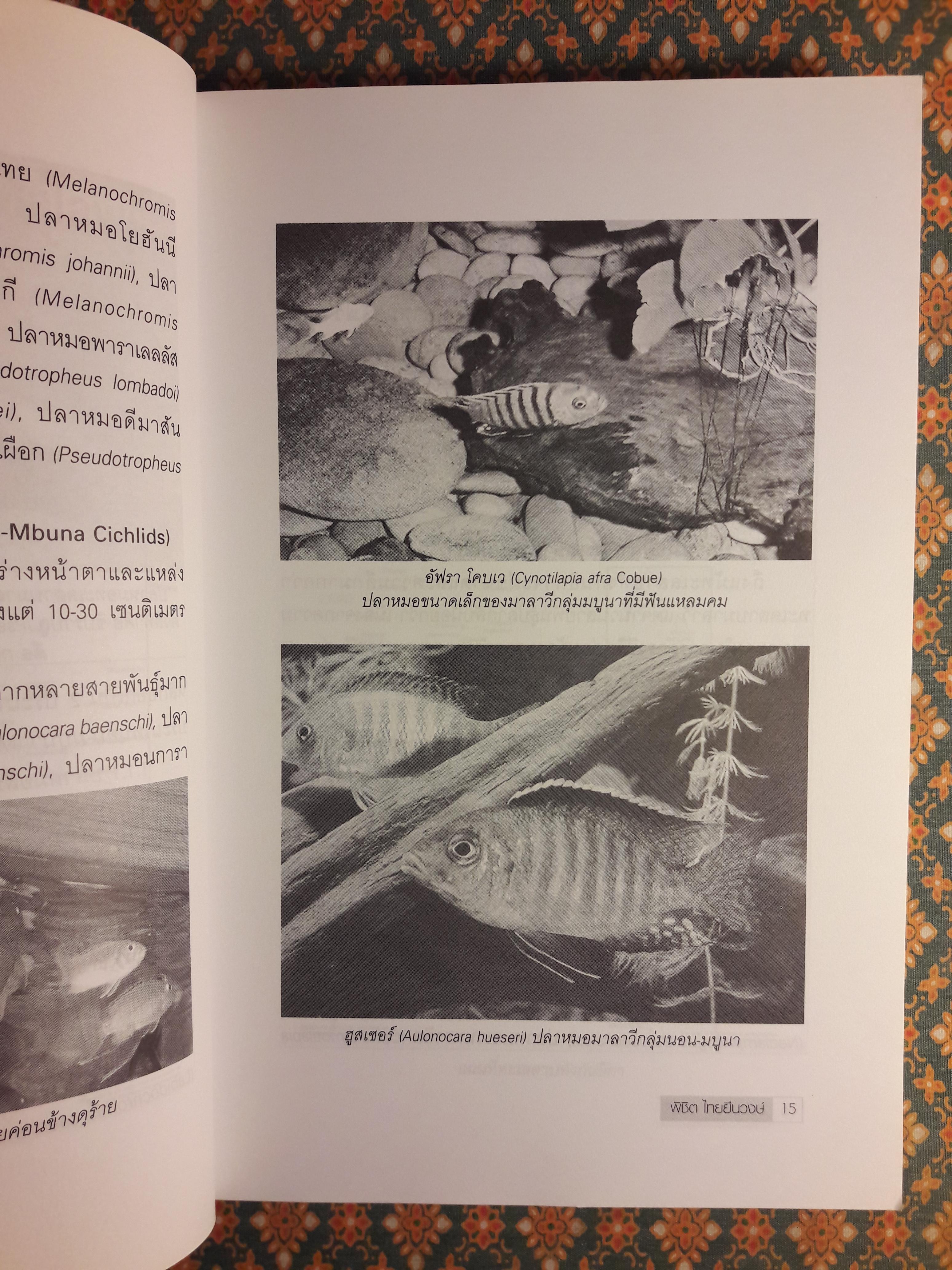 โลกของปลาหมอสี (The Amazing of Cichlid’s Variety)