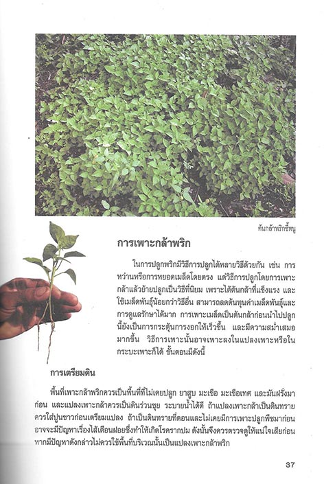 การปลูกและขยายพันธุ์พริก