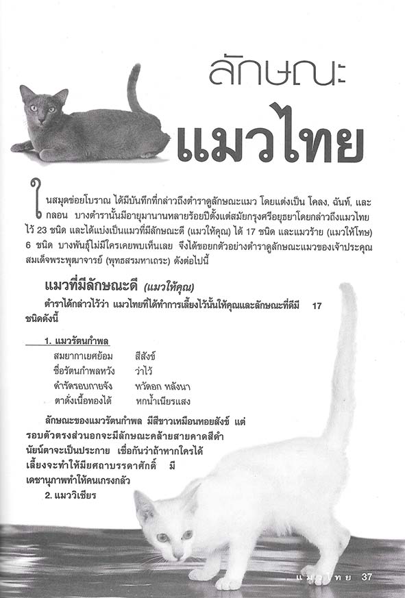 คู่มือสำหรับการเลี้ยงแมวไทย