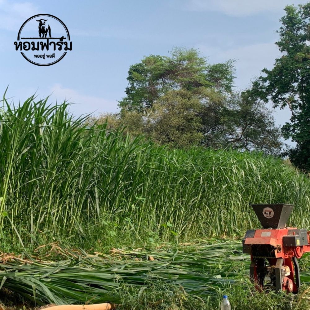 ท่อนพันธุ์ หญ้าเนเปียร์ปากช่อง1 / 100 ท่อน แถมฟรี 20 ท่อน โปรตีนสูง โตไว ตัดได้เร็ว