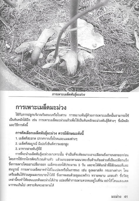 การเพาะปลูกและขยายพันธุ์ มะม่วง