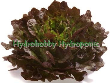 เมล็ดพันธุ์ เรดโอ๊ค(Red Oak)