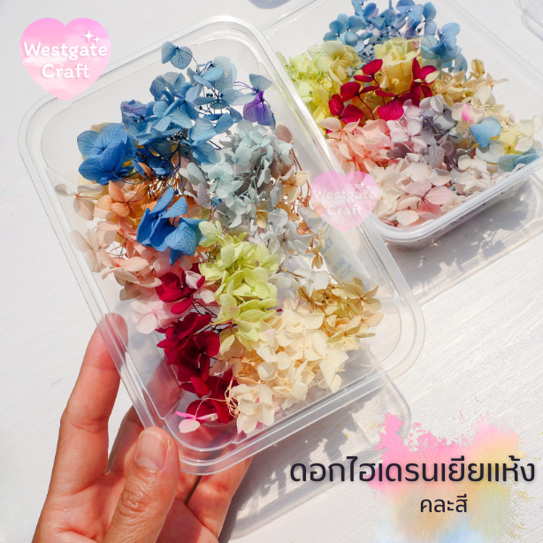 ดอกไฮเดรนเยียแห้ง แบบกล่อง คละขนาด คละสี สุ่ม
