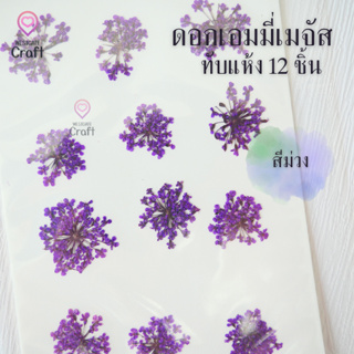 ดอกเอมมี่เมจัส 12 ดอก ดอกไม้แห้งทับ